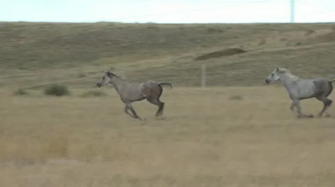 Galloping Horses 스톡 동영상 19064197