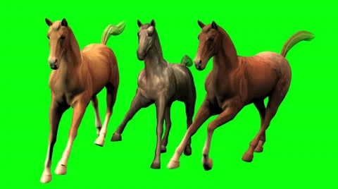 Galloping Horses Stock Footage 22797457