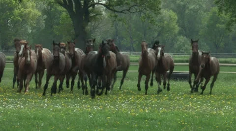 Galloping Horses Stock Footage