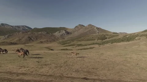 Galloping horses Vídeo Stock 136822635