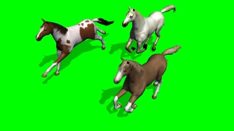 Galloping Horses on green screen 3 Stock Footage 43336585