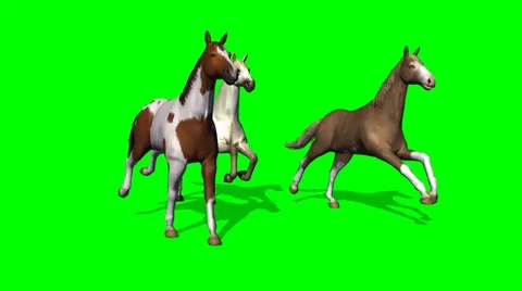Galloping Horses on green screen 4 -  tracking shot Video stock 43336045