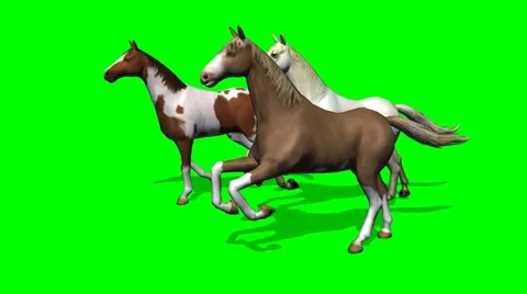 Galloping Horses on green screen 5 -  tracking shot Stock Footage 43336250