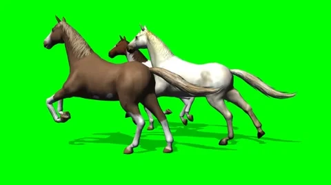 Galloping Horses on green screen 9 -  tracking shot Vidéo 43342251