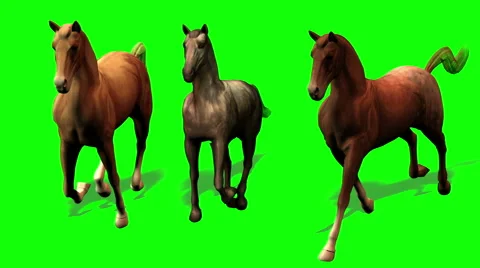 Galloping Horses Green Screen Shadow 1080 Stock Footage 42686183