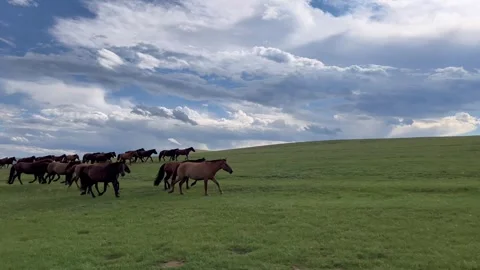 Galloping horses in Mongolian meadows Stock Footage 248444561