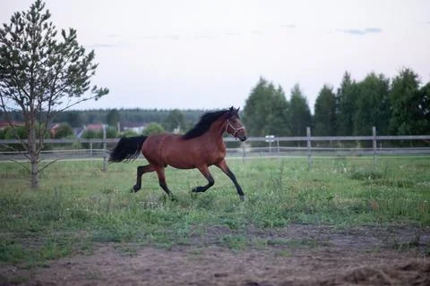 A galloping mare in the open air Stock Photos
