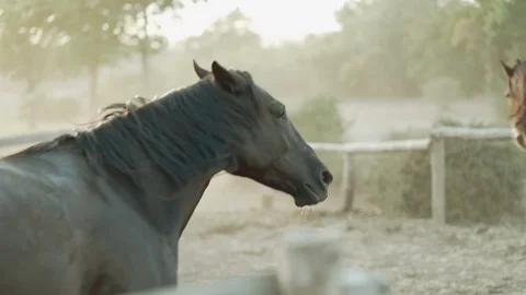 Galloping run in sunset light.Beautiful young horses run in the corral on ranch. Stock Footage 116766415