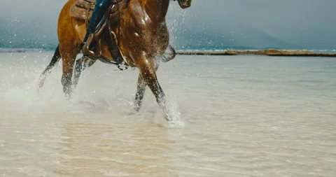 Galloping through the Ocean Stock Footage 153191841