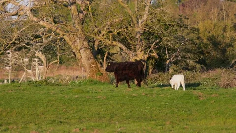Galloway beef, cow, calf limping and has difficulty following mother, Geltinger Stock Footage 334894409