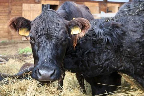Galloway breed of cattle Fotos de archivo