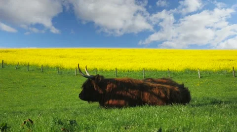 Galloway bull sitting in the grass Stock Footage 62934288