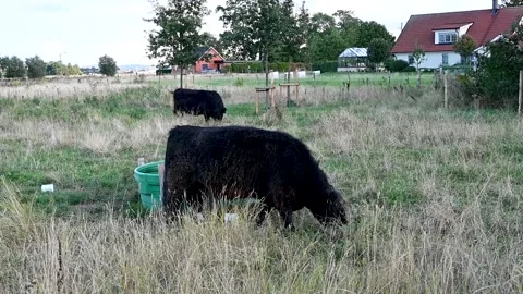Galloway cattle cows are grazing from the fresh grass in summer pasture Stock Footage 138888925
