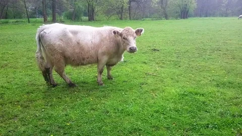 Galloway cattle. Video stock 75383631