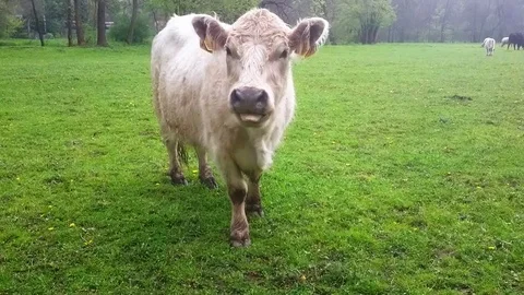 Galloway cattle. Stock Footage 75384399