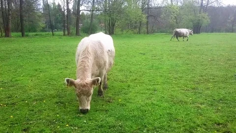 Galloway cattle. Stock Footage 75384721