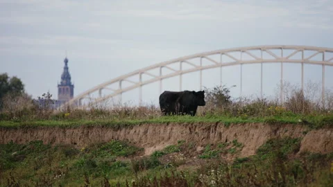 Galloway Cattle on Maas Dike Stock Footage 262654395
