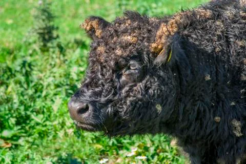 Galloway cattle Stock Photos