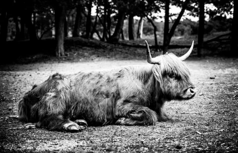 Galloway cattle Foto stock