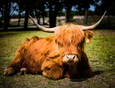 Galloway cattle Stock Photos