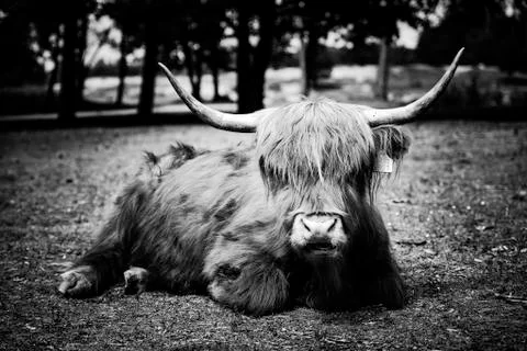Galloway cattle Foto stock