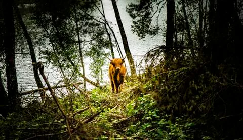 Galloway cattle Foto stock