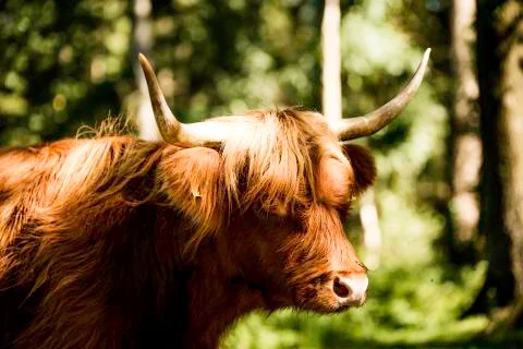 Galloway cattle Stock Photos