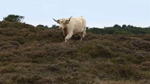 Galloway cattle trots towards camera in heahtland Video stock 70902626