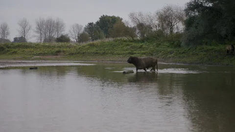Galloway cattle Wading Through Shallow Pool Stock Footage 262653428