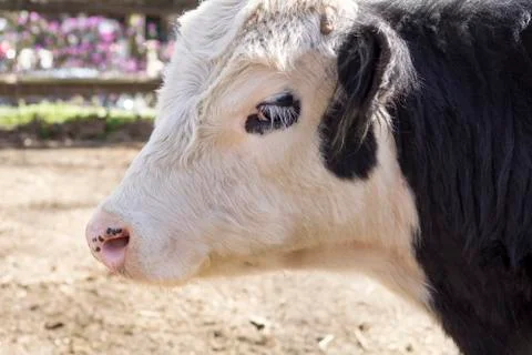 Galloway Cow Foto stock