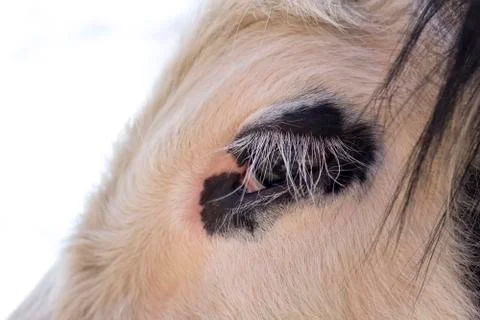 Galloway Cow Stock Photos