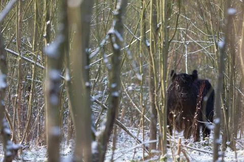 Galloway Stock Photos