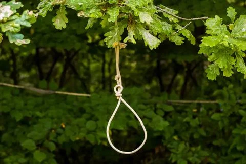 Gallows loop hanging on a tree Stock Photos