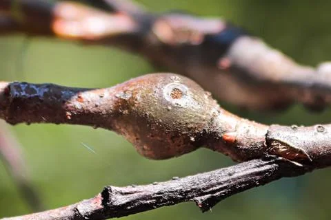 Galls on a tree branch caused by an insect Stock Photos