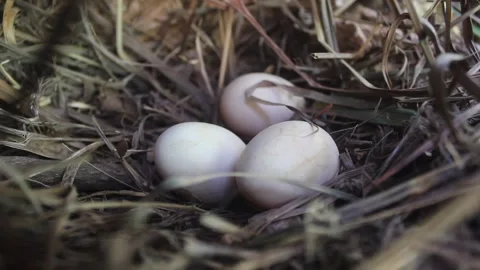 Gallus domesticus Stock Footage 272771489