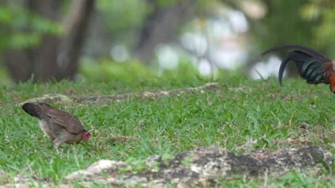Gallus gallus Stock Footage 300761243