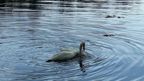 Galmpton Creek, Devon, England: Two white swans mating (Mono audio) Stock Footage 127666687