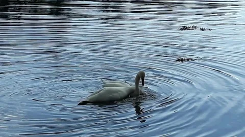 Galmpton Creek, Devon: Two white swans mating (MUTE audio) Stock Footage 127796449