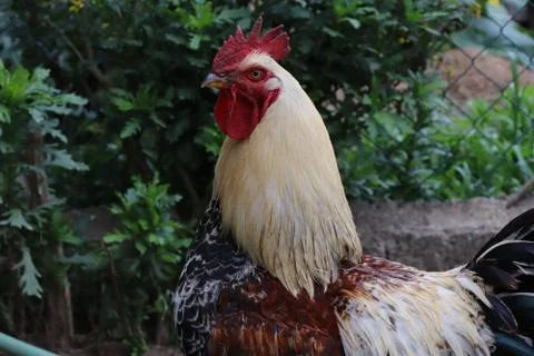 Galo Stock Photos