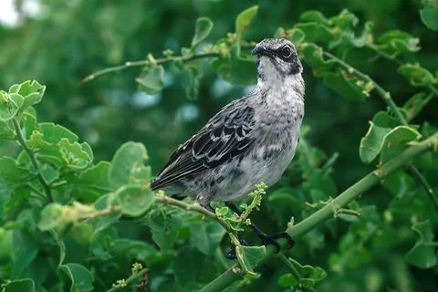 Galpagos mockingbird Foto stock
