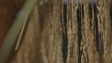 Galungan in Ubud Stock Footage 127633893