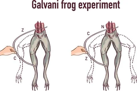 Galvani experiment with frog legs vector illustration Illustrazione stock