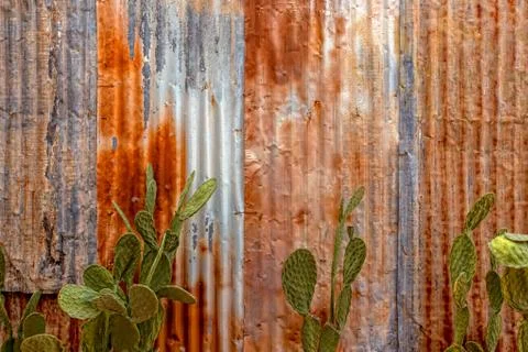 Galvanized Rusty Tin Siding weathered textured with Prickly Pear Cactus Stock-Fotos
