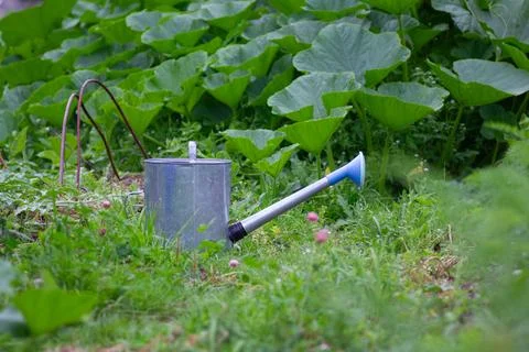 Galvanized Watering Can In A Vegetable Patch Фото