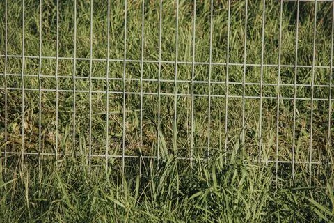 Galvanized wire fence with rectangular grid pattern overgrown by tall green.. Stock Photos
