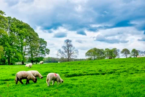 Galway sheeps Stock Photos