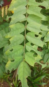 Gamal Plant: A Versatile Tree for Fodder and Green Landscaping Stock Photos