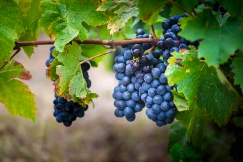 Gamay grapes on vines with lush green leaves Stock Photos