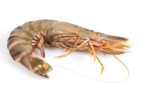Gambas Stock Photos