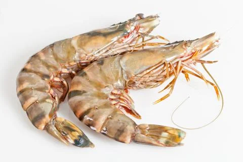 Gambas Foto stock